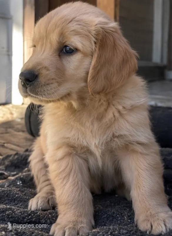 Lue – Golden Retriever puppy for sale in La Center, WA