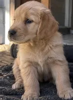 Lue, a male Golden Retriever for sale in La Center, WA – 1 of 2