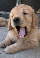 Lewis, a male Golden Retriever for sale in La Center, WA – 2 of 2