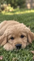 Joe, a male Golden Retriever for sale in La Center, WA – 2 of 2