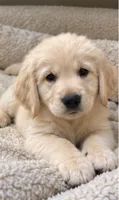 Jake, a male Golden Retriever for sale in La Center, WA – 1 of 3