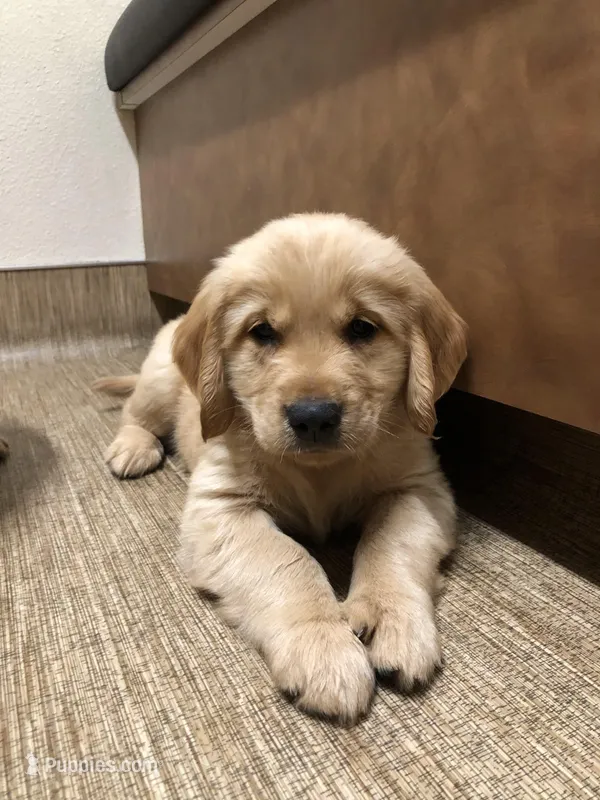 Bow – Golden Retriever puppy for sale in La Center, WA