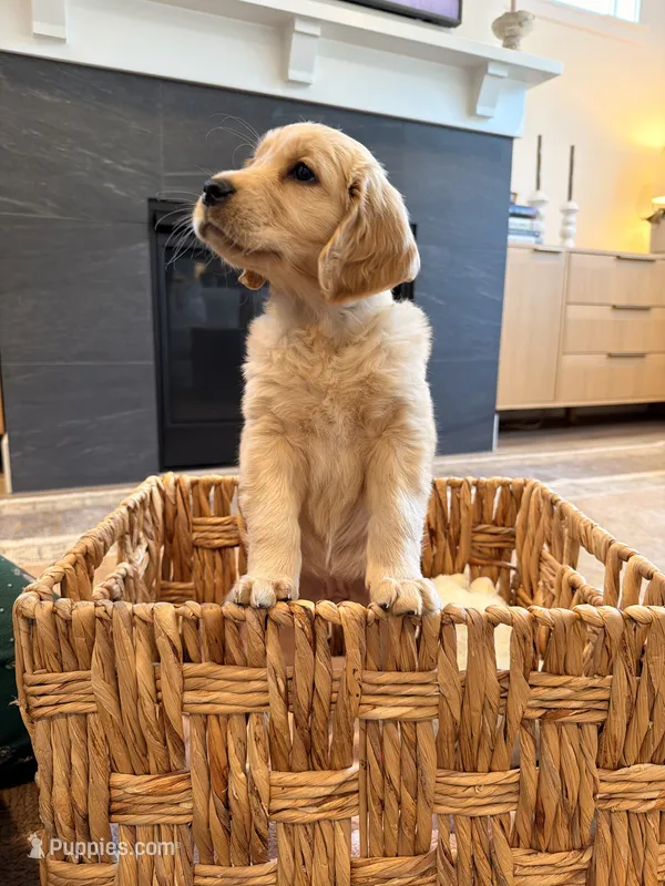 Lewis – Golden Retriever puppy for sale in La Center, WA