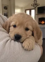 Sky, a female Golden Retriever for sale in La Center, WA – 3 of 3