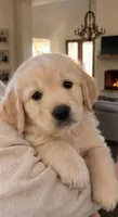 Jake, a male Golden Retriever for sale in La Center, WA – 3 of 3