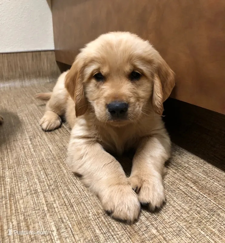 Bo  – Golden Retriever puppy for sale in La Center, WA