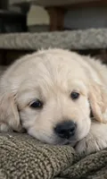 Jake, a male Golden Retriever for sale in La Center, WA – 2 of 3