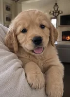 Joe, a male Golden Retriever for sale in La Center, WA – 1 of 2