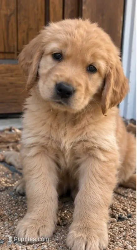 Lewis – Golden Retriever puppy for sale in La Center, WA