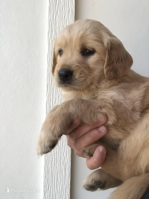 Bear – Golden Retriever puppy for sale in La Center, WA