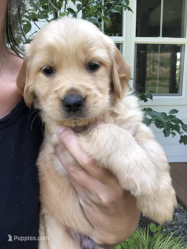 Blue – Golden Retriever puppy for sale in La Center, WA