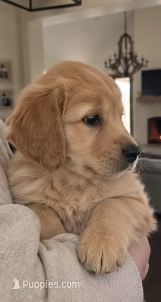 Sky – Golden Retriever puppy for sale in La Center, WA