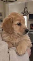 Sky, a female Golden Retriever for sale in La Center, WA – 2 of 3