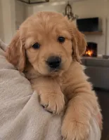 Bo , a male Golden Retriever for sale in La Center, WA – 2 of 2
