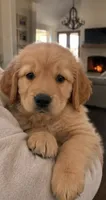 Bear, a male Golden Retriever for sale in La Center, WA – 2 of 2