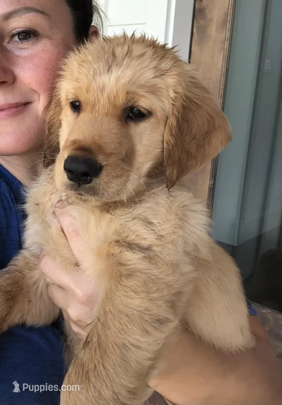 Rudy – Golden Retriever puppy for sale in La Center, WA