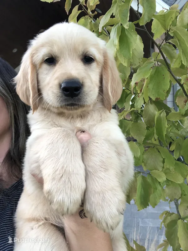 Sky – Golden Retriever puppy for sale in La Center, WA
