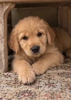 Bear, a male Golden Retriever for sale in La Center, WA – 1 of 2