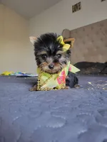 N/A, a female Yorkshire Terrier for sale in Lancaster, CA – 2 of 2