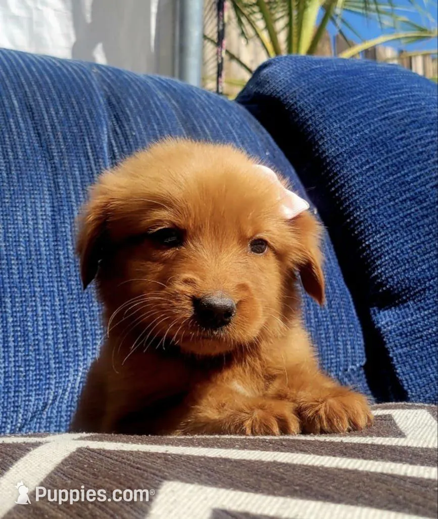 N/A – Golden Retriever puppy for sale in Lancaster, CA