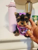 N/A, a female Yorkshire Terrier for sale in Lancaster, CA – Photo 1 of 2