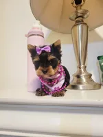 N/A, a female Yorkshire Terrier for sale in Lancaster, CA – Photo 2 of 2