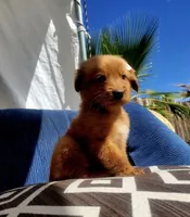 N/A, a female Golden Retriever for sale in Lancaster, CA – Photo 2 of 4