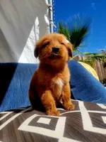 N/A, a female Golden Retriever for sale in Lancaster, CA – Photo 3 of 4