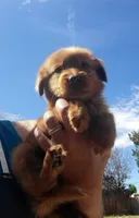 N/A, a female Golden Retriever for sale in Lancaster, CA – Photo 4 of 4