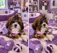 N/A, a female Shih Tzu for sale in Lancaster, CA – 1 of 1