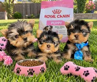 N/A, a male Yorkshire Terrier for sale in Lancaster, CA – 1 of 1