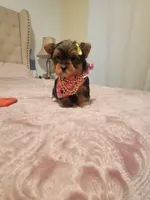N/A, a female Yorkshire Terrier for sale in Lancaster, CA – Photo 3 of 4