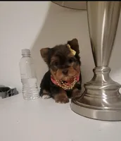 N/A, a female Yorkshire Terrier for sale in Lancaster, CA – Photo 2 of 4