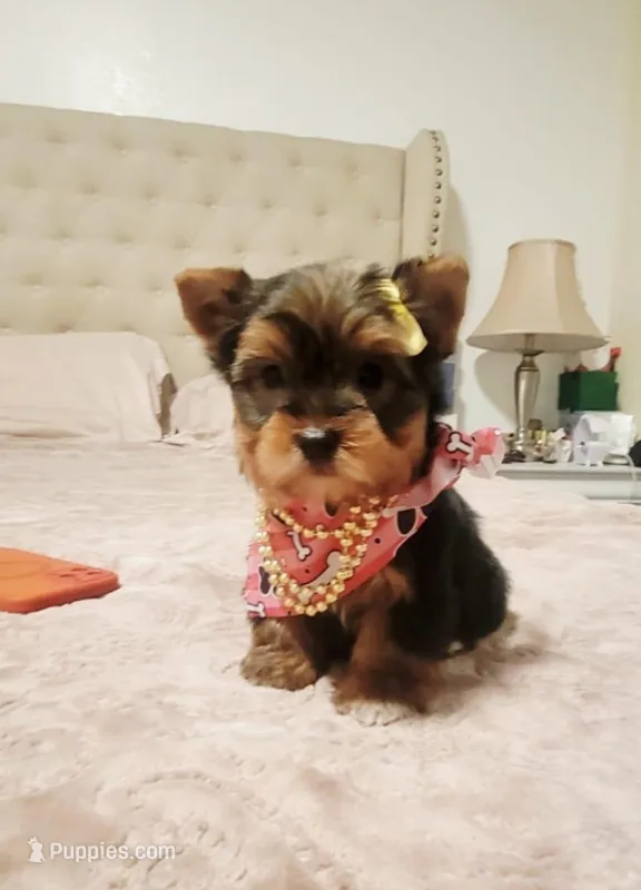 N/A, a female Yorkshire Terrier for sale in Lancaster, CA – Photo 1 of 4