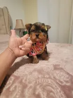 N/A, a female Yorkshire Terrier for sale in Lancaster, CA – Photo 4 of 4