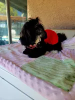 N/A, a female Shih Tzu for sale in Lancaster, CA – 2 of 2