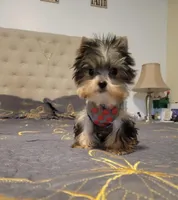 N/A, a male Yorkshire Terrier for sale in Lancaster, CA – Photo 2 of 3