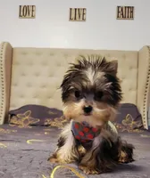 N/A, a male Yorkshire Terrier for sale in Lancaster, CA – Photo 3 of 3