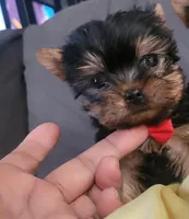 N/A, a male Yorkshire Terrier for sale in Lancaster, CA – 3 of 3