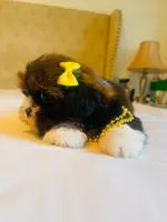 N/A, a female Shih Tzu for sale in Lancaster, CA – 2 of 2