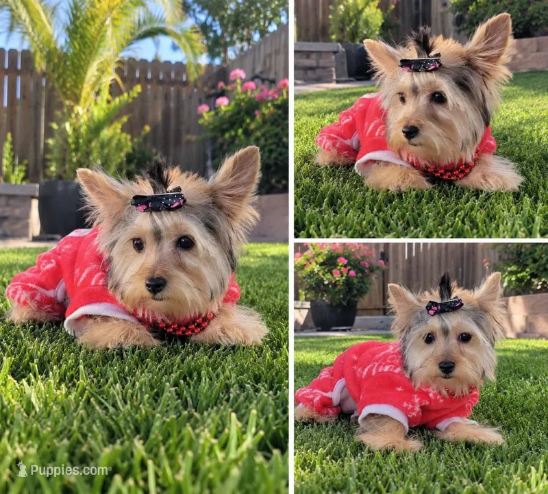 N/A – Yorkshire Terrier puppy for sale in Lancaster, CA