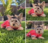 N/A, a female Yorkshire Terrier for sale in Lancaster, CA – 1 of 1