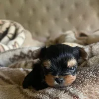 N/A, a female Yorkshire Terrier for sale in Lancaster, CA – Photo 3 of 3