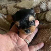 N/A, a female Yorkshire Terrier for sale in Lancaster, CA – Photo 2 of 3