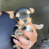 N/A, a female Yorkshire Terrier for sale in Lancaster, CA – Photo 1 of 3