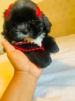 N/A, a female Shih Tzu for sale in Lancaster, CA – 2 of 2