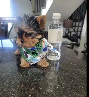 N/A, a male Yorkshire Terrier for sale in Lancaster, CA – Photo 2 of 4