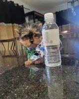 N/A, a male Yorkshire Terrier for sale in Lancaster, CA – Photo 1 of 4