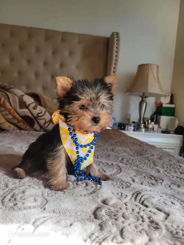 N/A – Yorkshire Terrier puppy for sale in Lancaster, CA