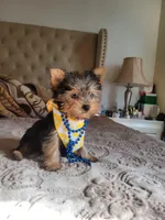 N/A, a male Yorkshire Terrier for sale in Lancaster, CA – 1 of 1
